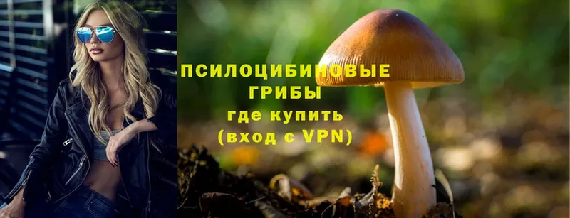 Галлюциногенные грибы Psilocybe  omg маркетплейс  Железногорск 